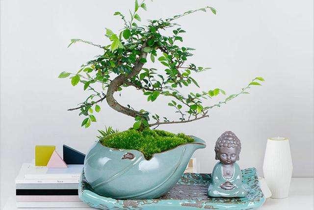 家居風水，家居植物擺放，家居馬